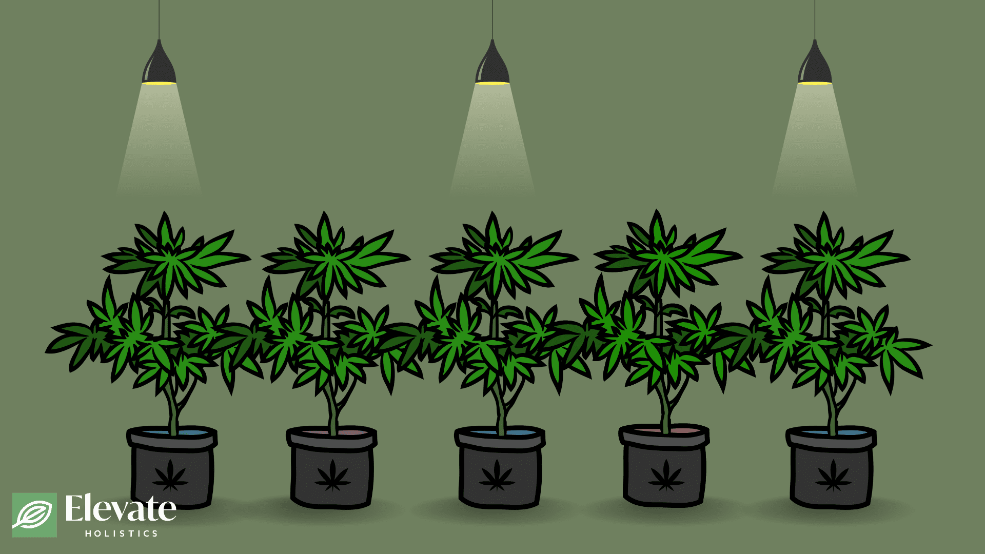 can you grow weed in illinois