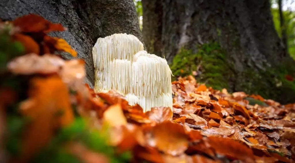 Elevate AliceCBD Lions Mane