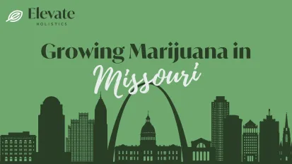 How Many Marijuana Plants Can You Grow in Missouri?