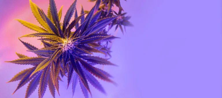 shutterstock 1956440434