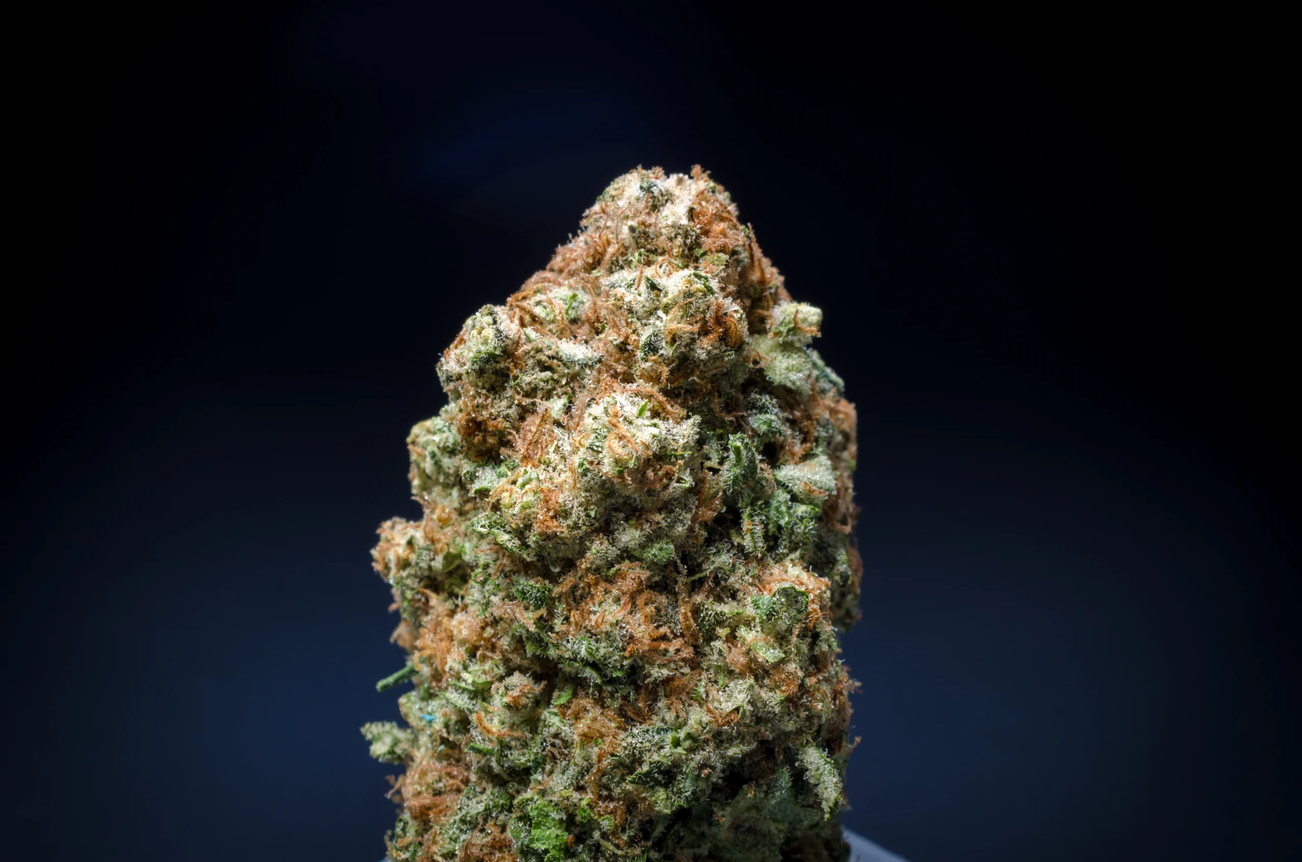 Pineapple express strain