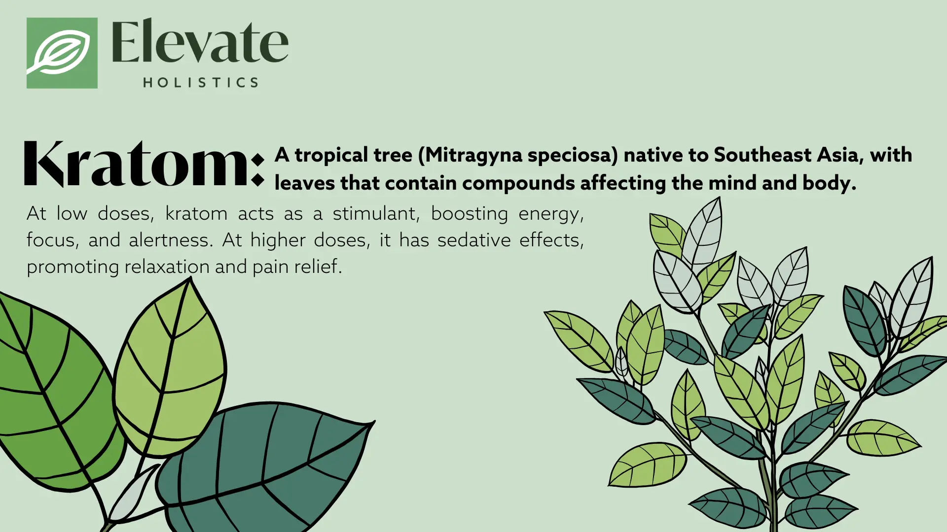what is kratom used for medically