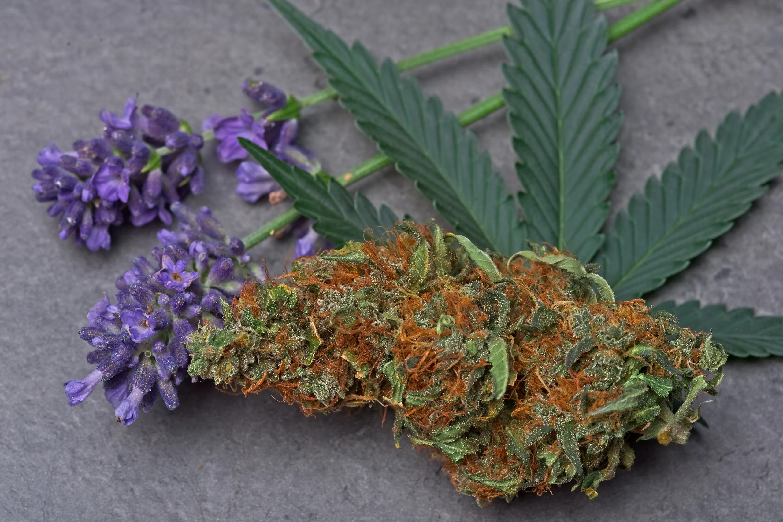 Plants with Linalool terpene: lavender next to cannabis leaf and marijuana bud