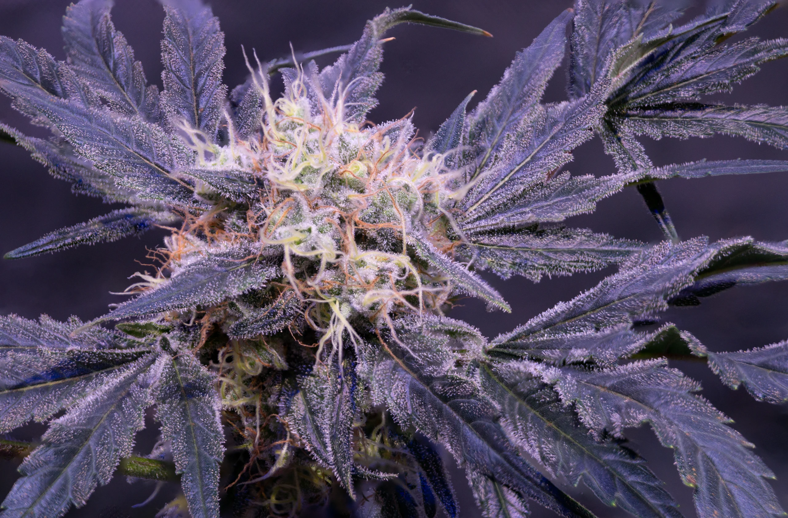 Strawberry Cough strain up-close