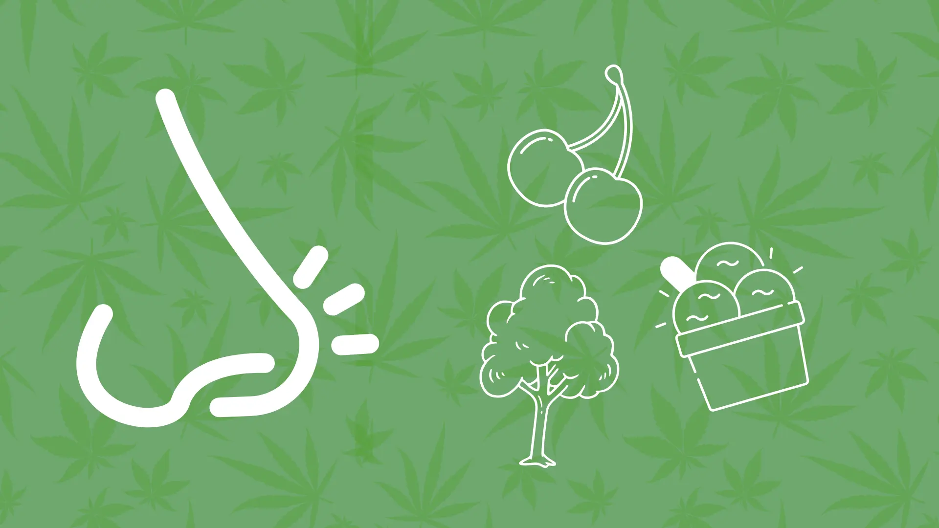 Black Cherry Gelato strain