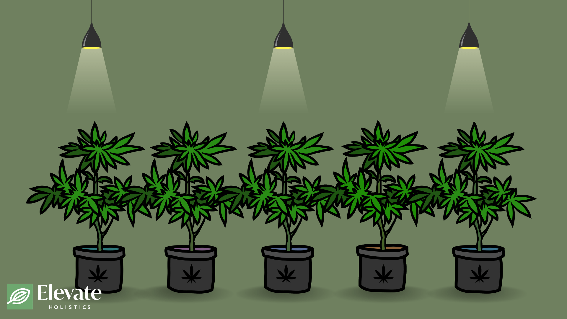 can you grow weed in illinois