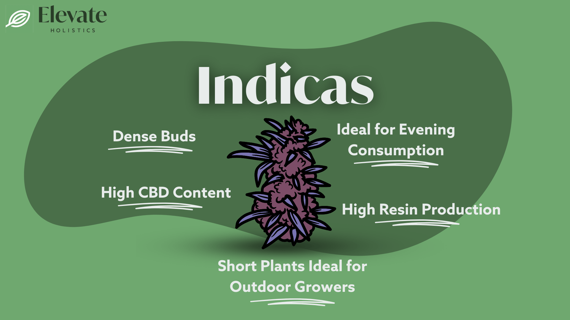 the difference between indica and sativa