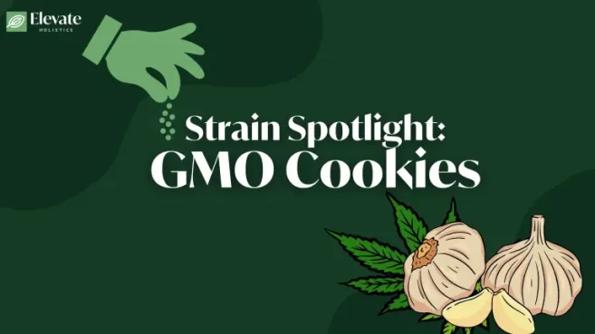 GMO strain