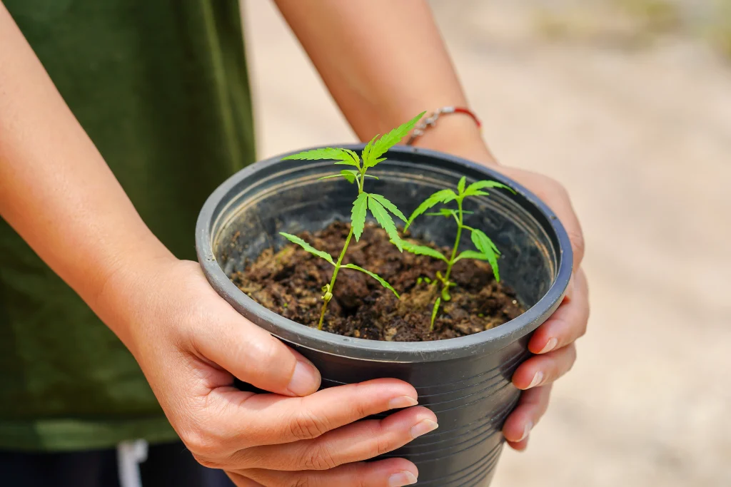 Two hands holding out a pot with a Marijuana plant inside.