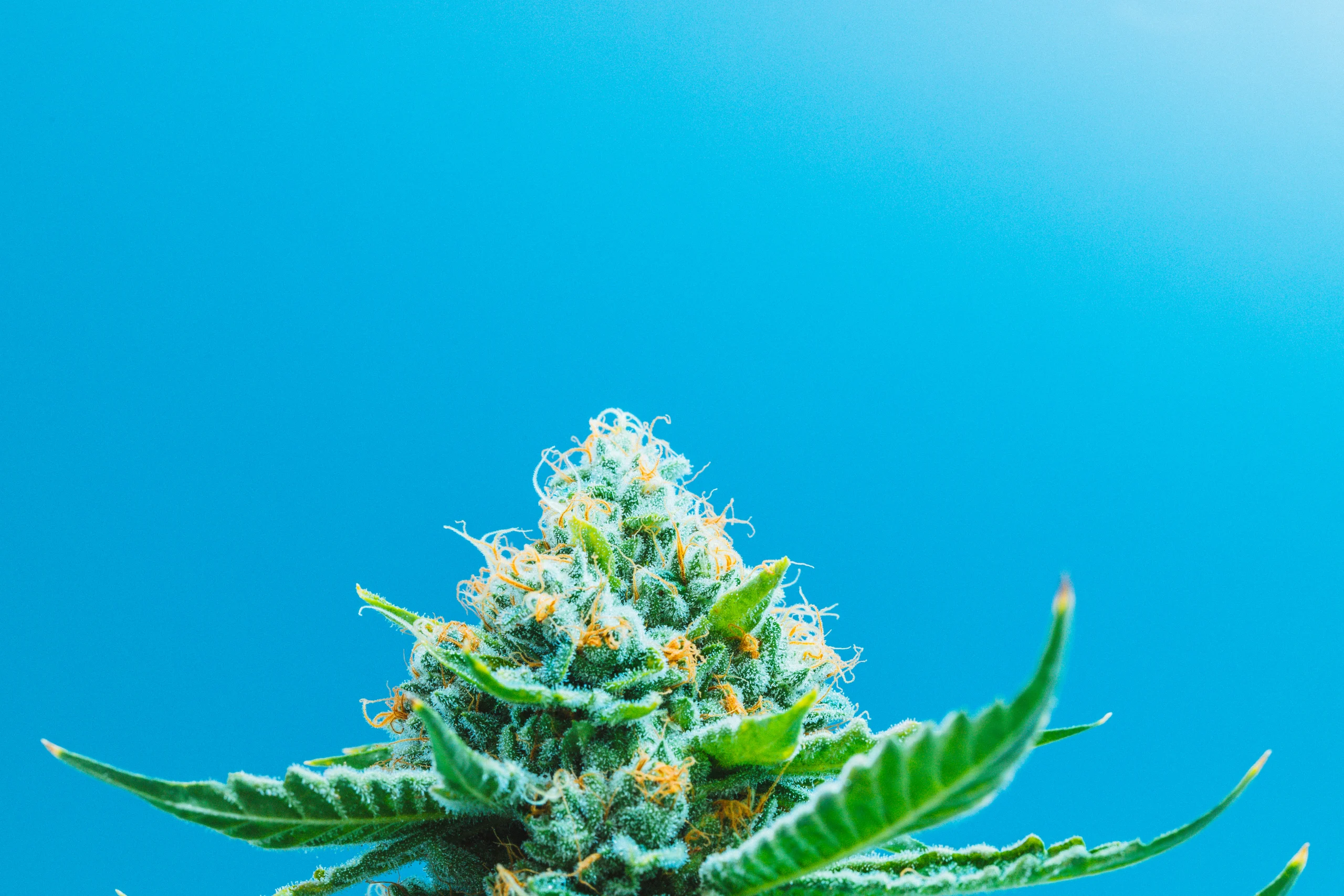 Up-close image of marijuana Wedding Crasher strain