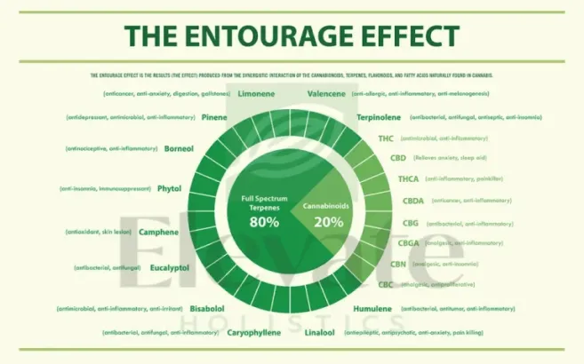 chart EH theentourageeffectofcannabis 1200w