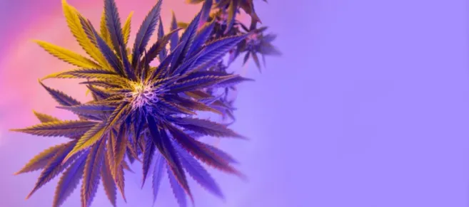 shutterstock 1956440434