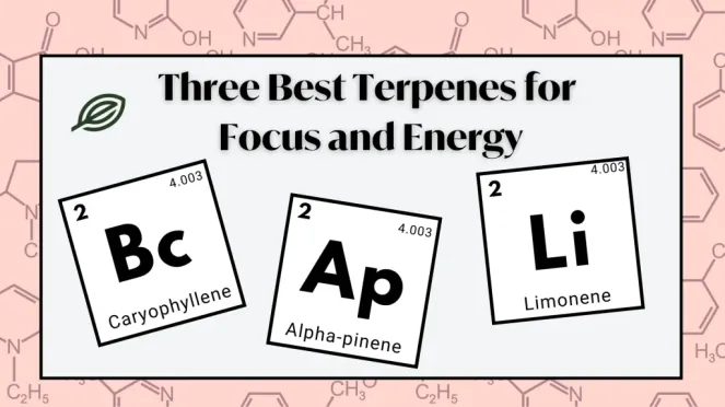 terpenes for energy and focus