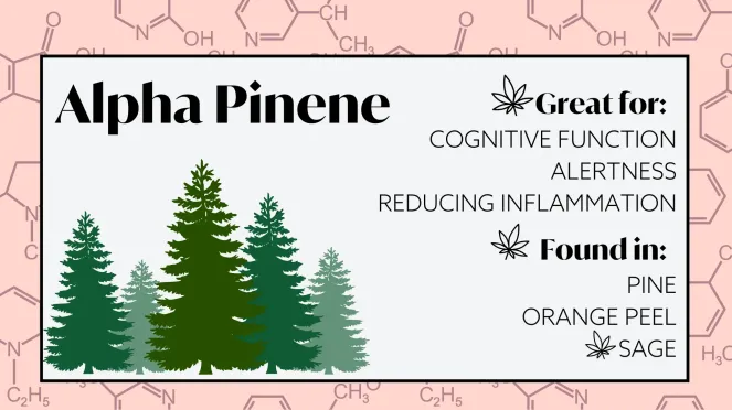 terpenes for energy and focus