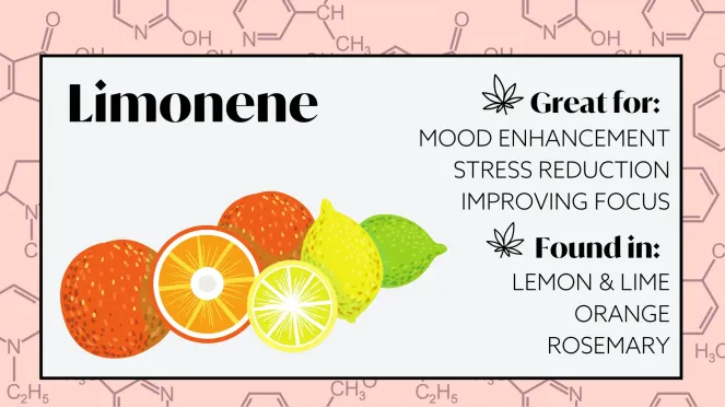 terpenes for energy and focus