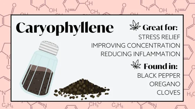 terpenes for energy and focus