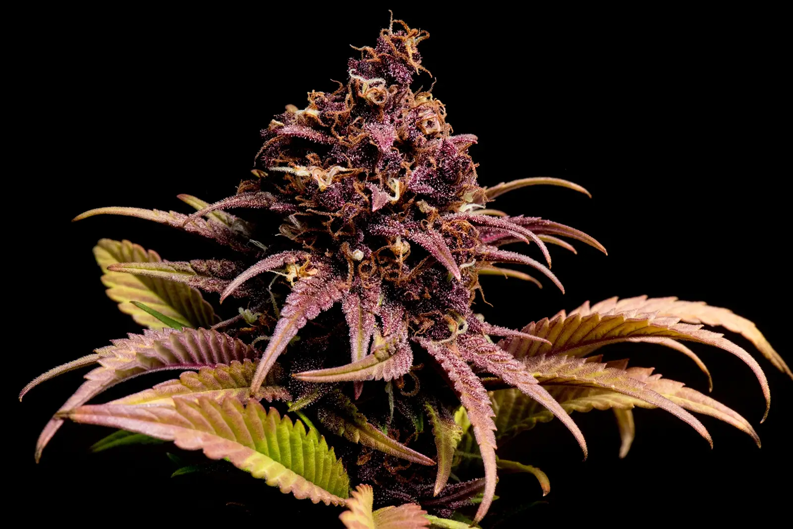 Forbidden Fruits Marijuana Strain.