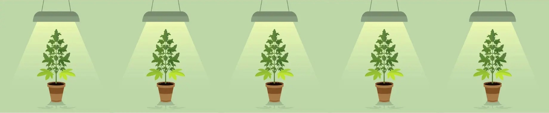 indoor vs. outdoor weed