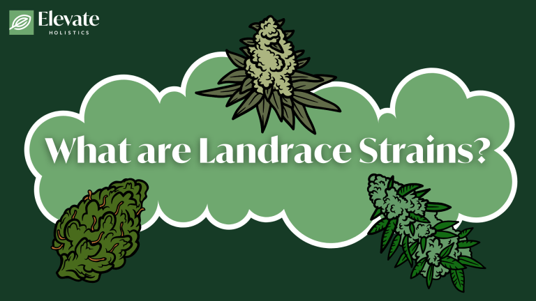 landrace strains