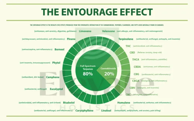 chart EH theentourageeffectofcannabis 1200w