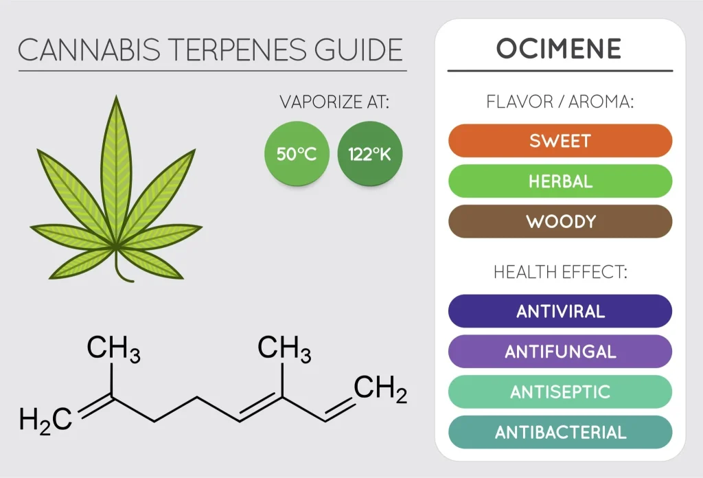 Ocimene terpene 