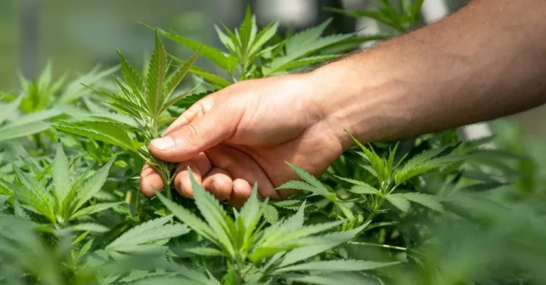 medical marijuana mental health