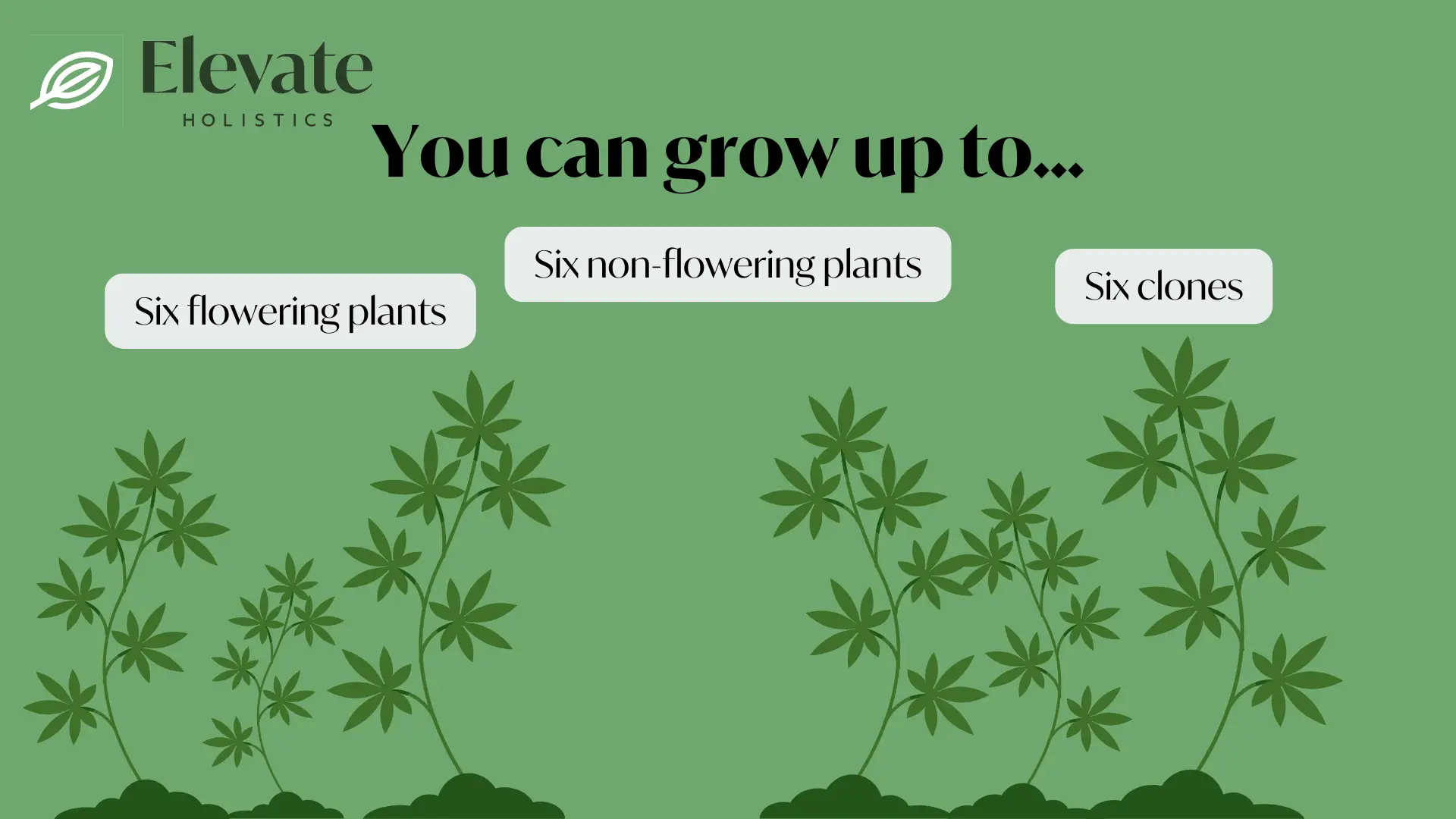 How Many Marijuana Plants Can You Grow in Missouri?