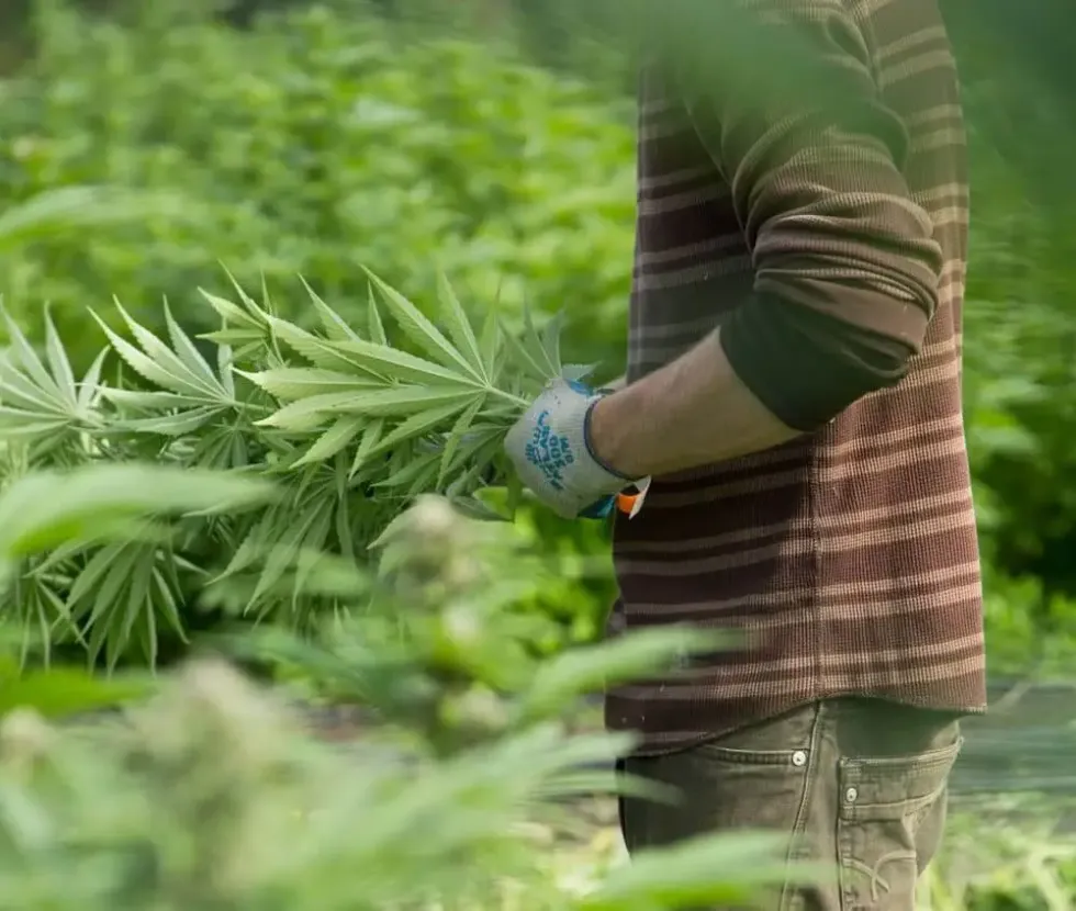 Farmer cultivating marijuana