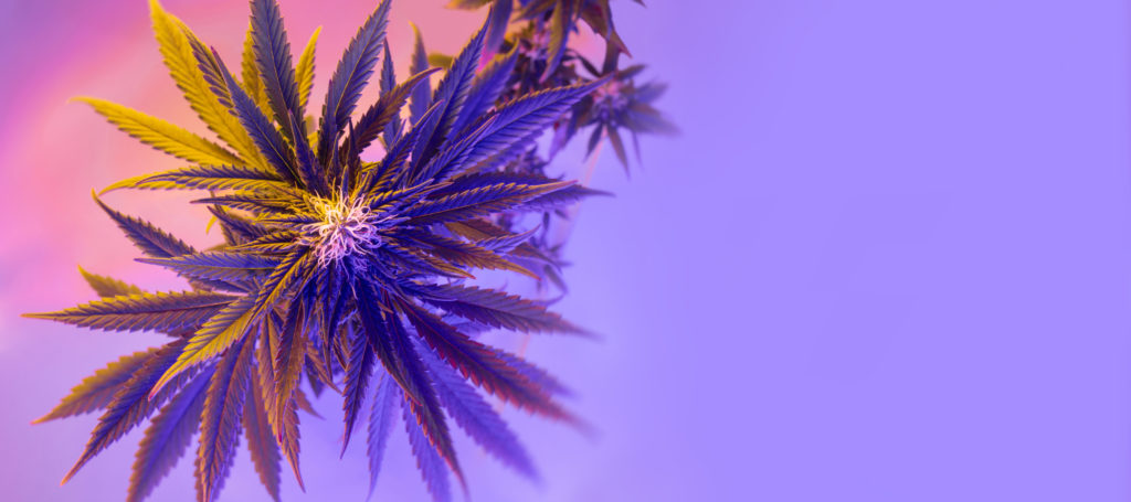 shutterstock 1956440434