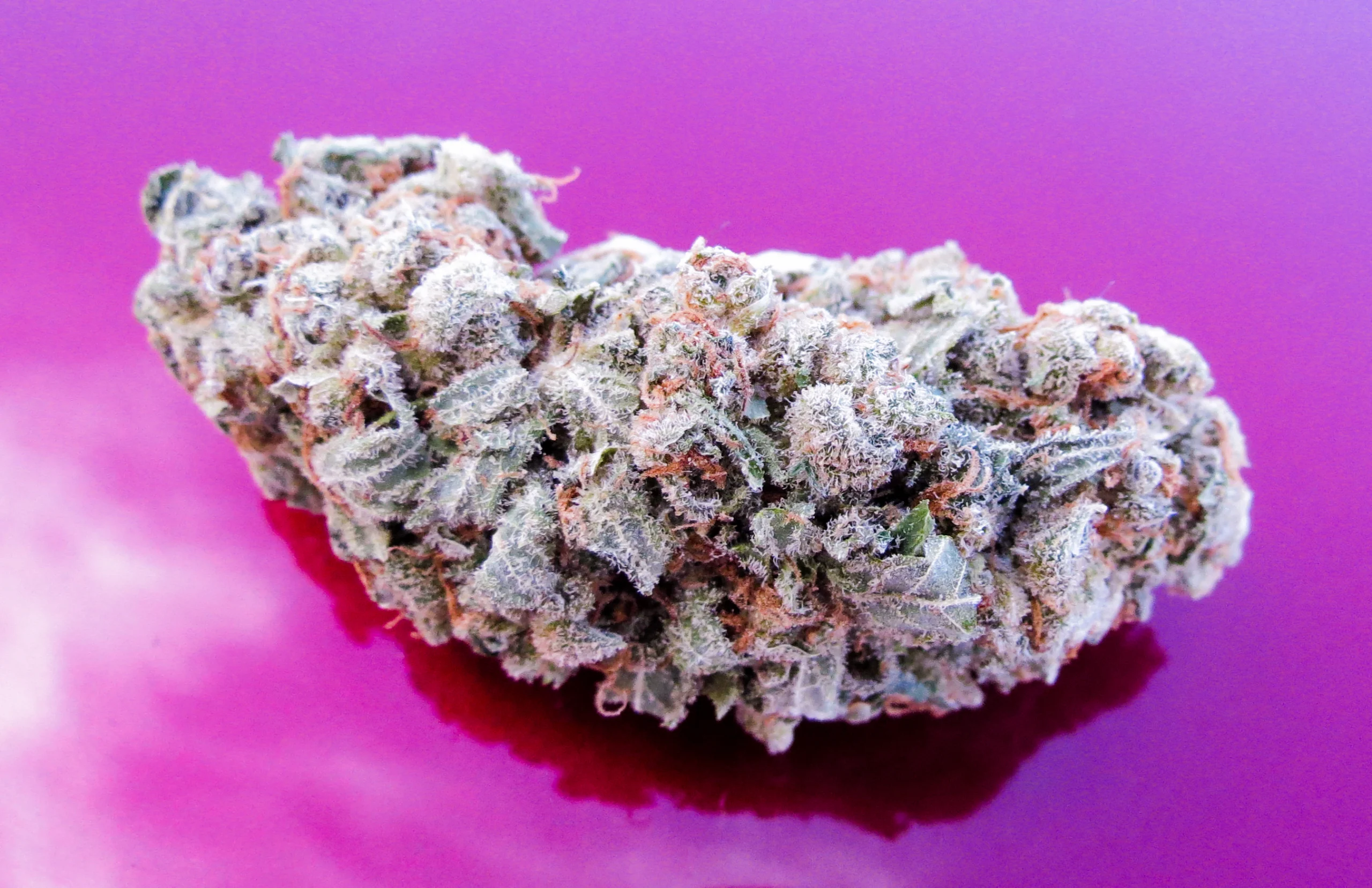 Jack Herer cannabis strain up-close