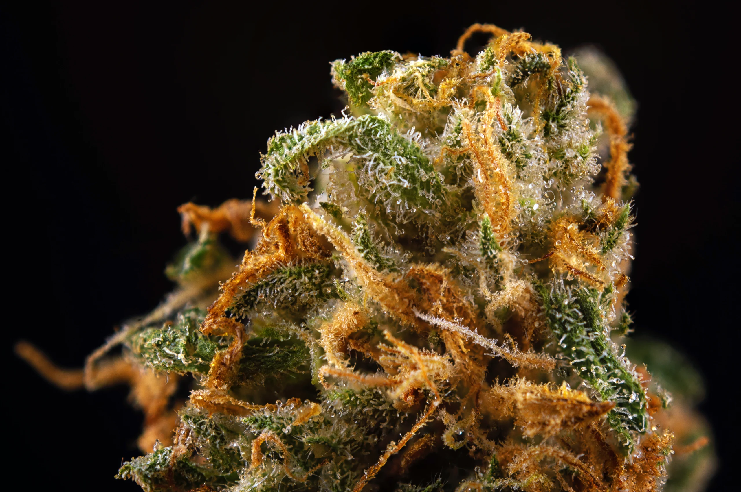 Green Crack strain up-close