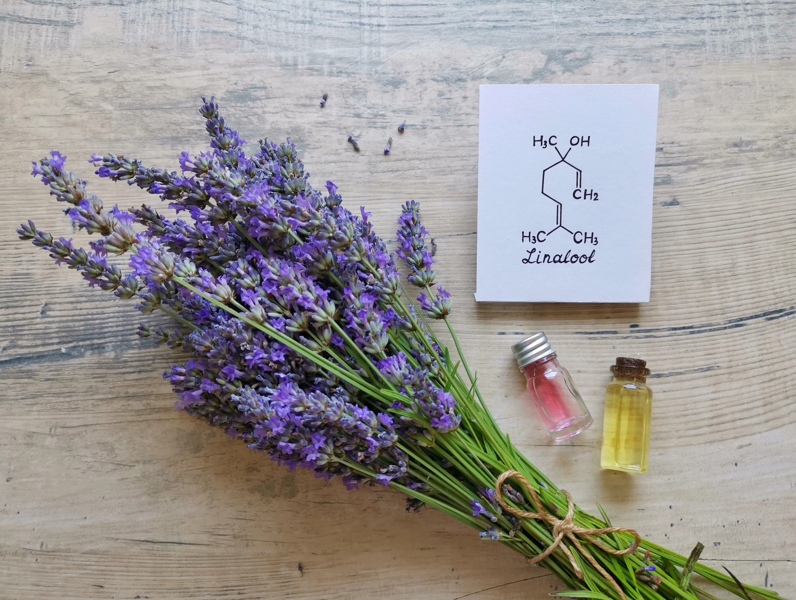 Lavender next to Linalool terpene diagram