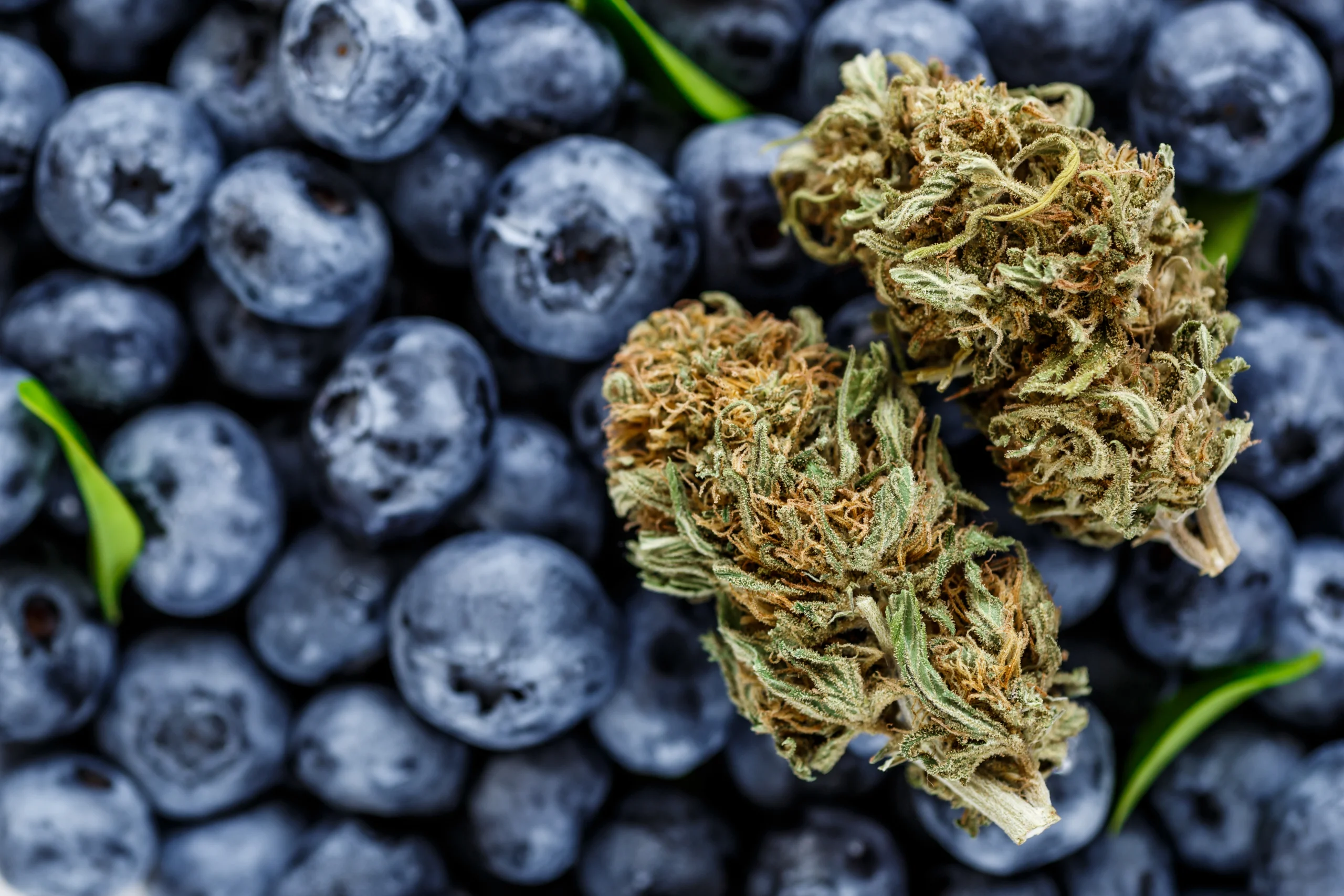 Blueberry Muffin strain