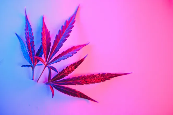 fruity pebbles strain