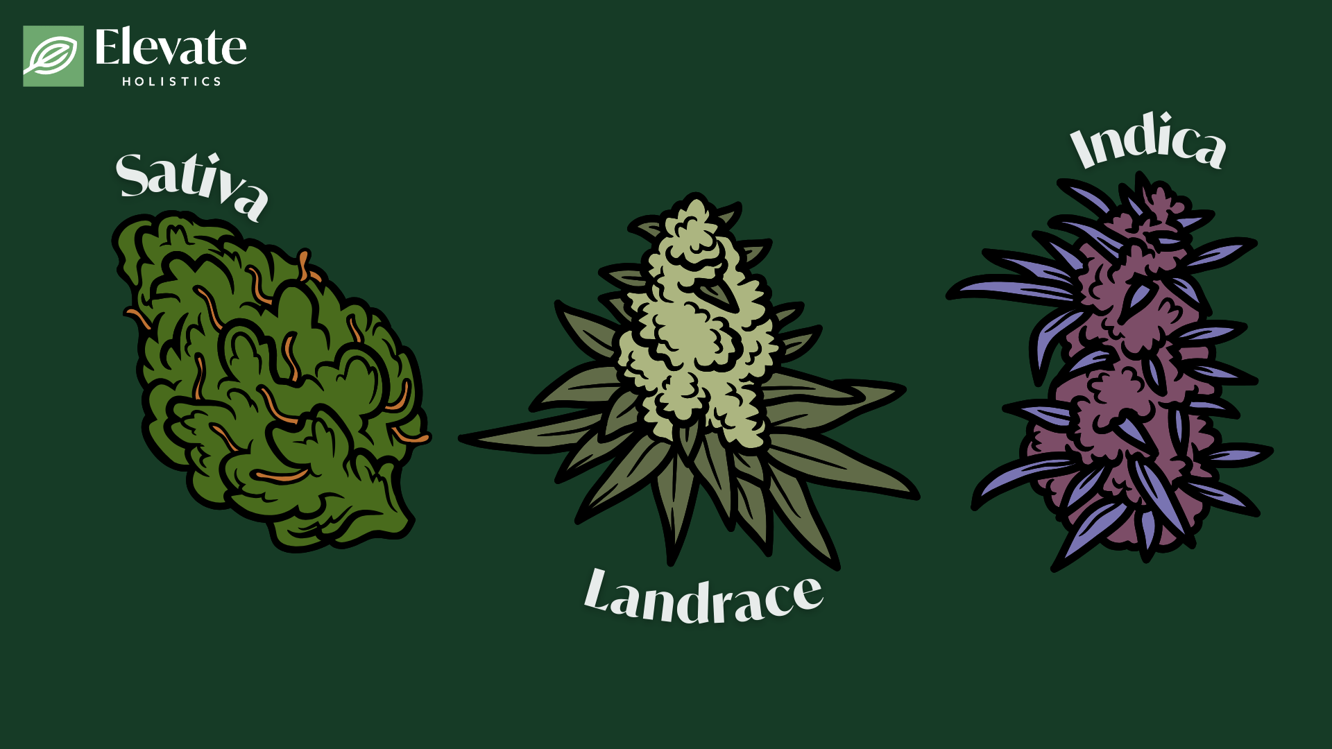 what are landrace strains