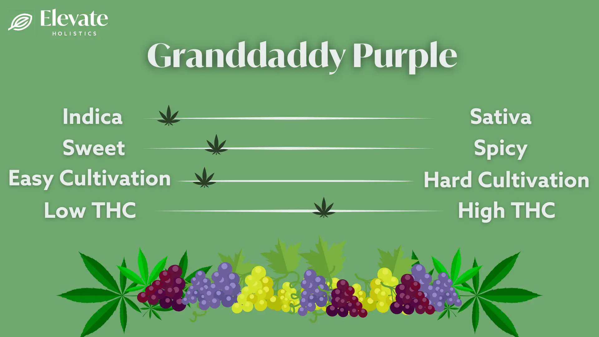 granddaddy purple strain