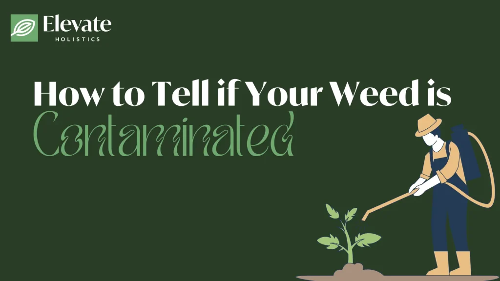how to test if weed is contaminated
