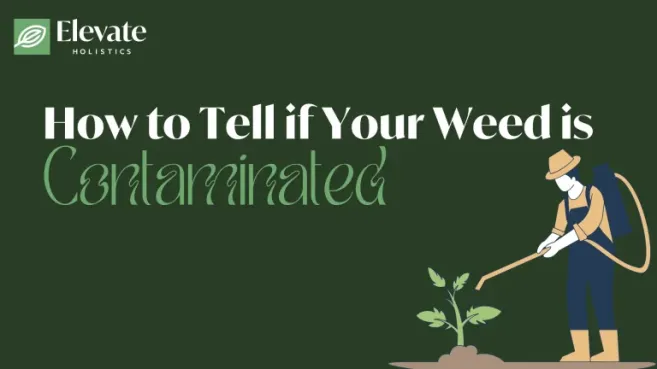 how to test if weed is contaminated