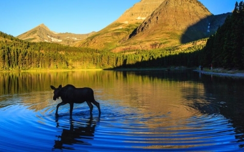 medical marijuana montana