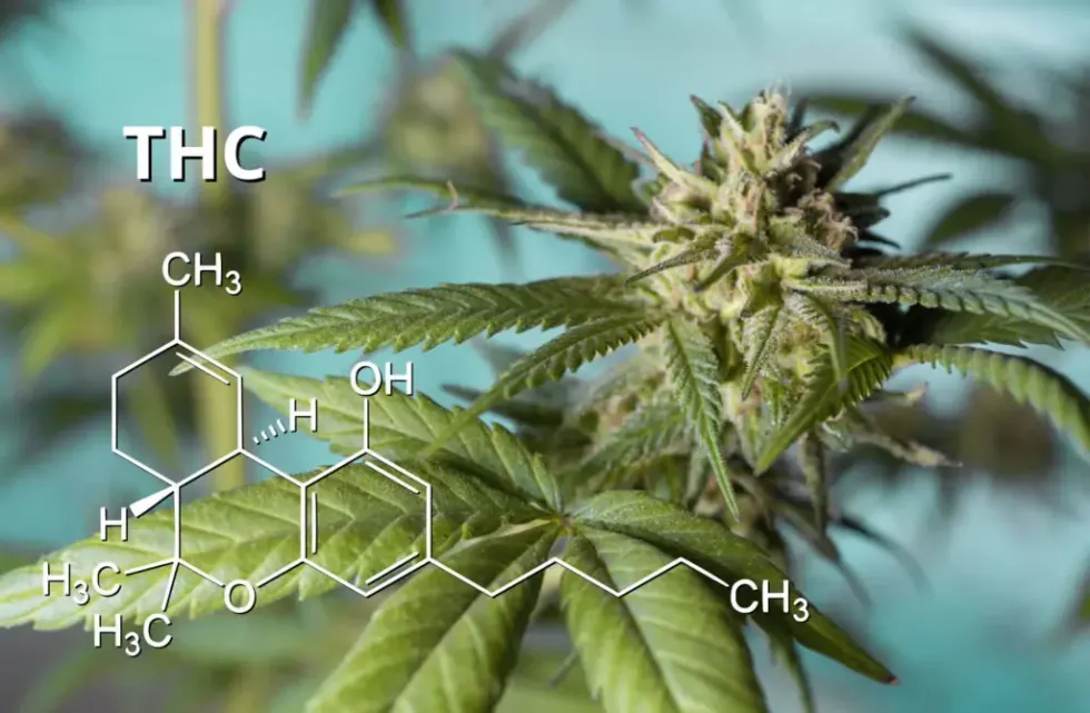 THC Cannabis Marijuana